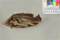 藏品(麻雀)的圖片